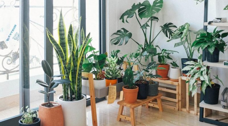 أفضل 5 نباتات داخلية لتنقية الهواء داخل المنزل