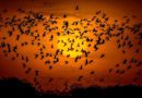 ما هي ظاهرة هجرة الطّيور؟