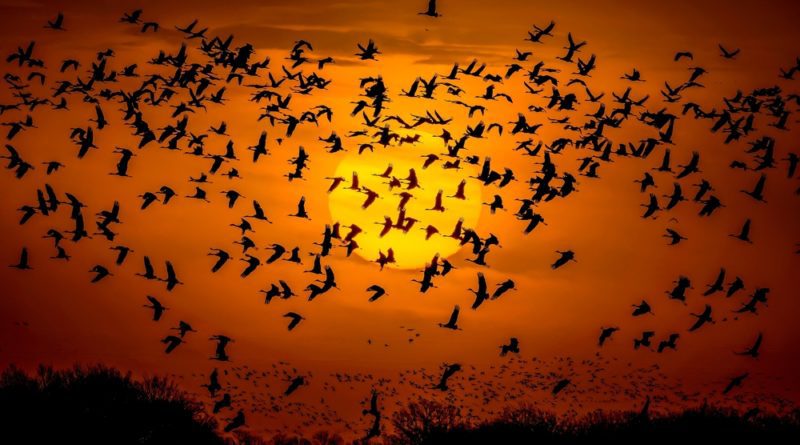 ما هي ظاهرة هجرة الطّيور؟