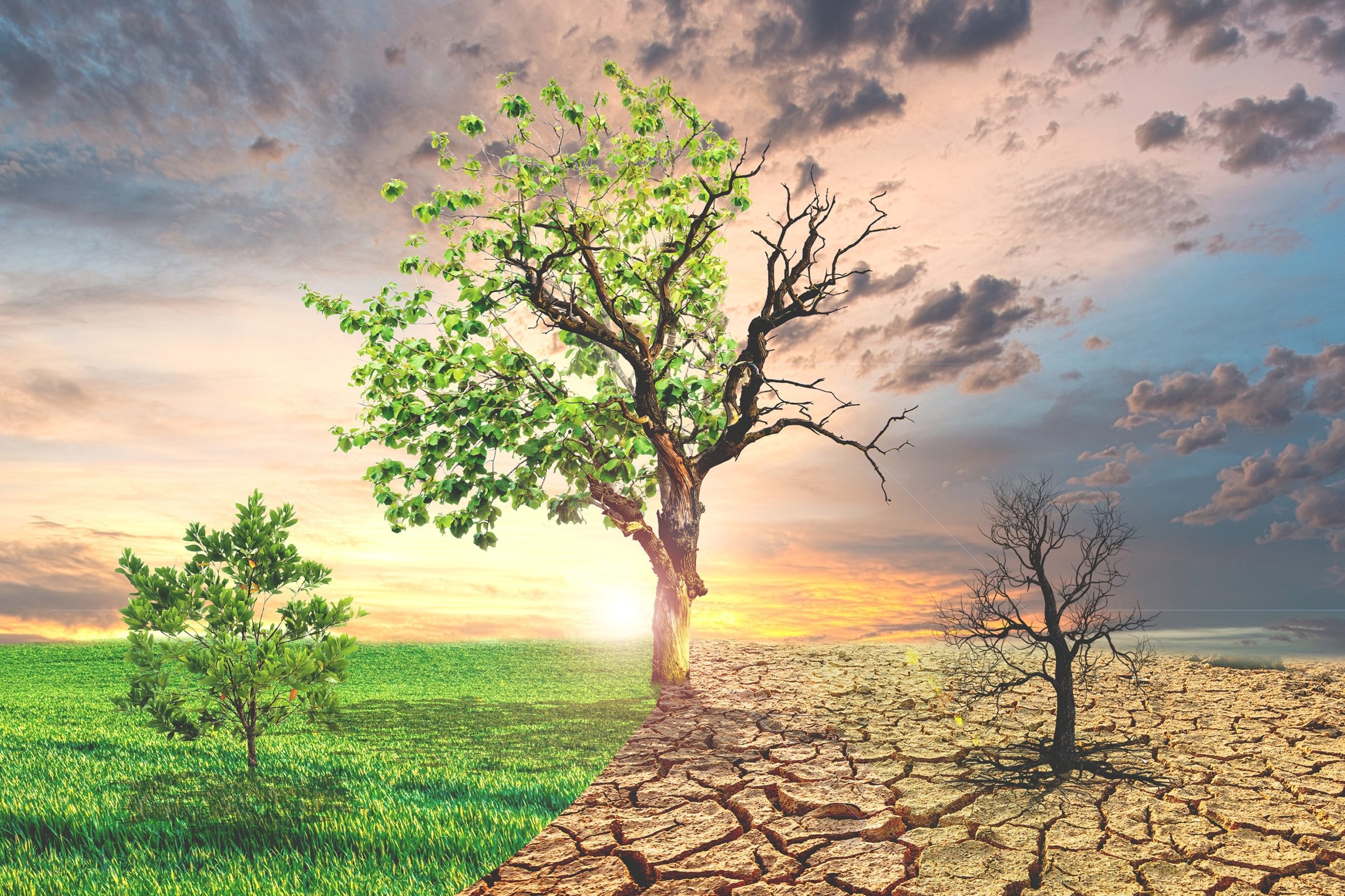 شجرة تظهر اسباب تغير المناخ